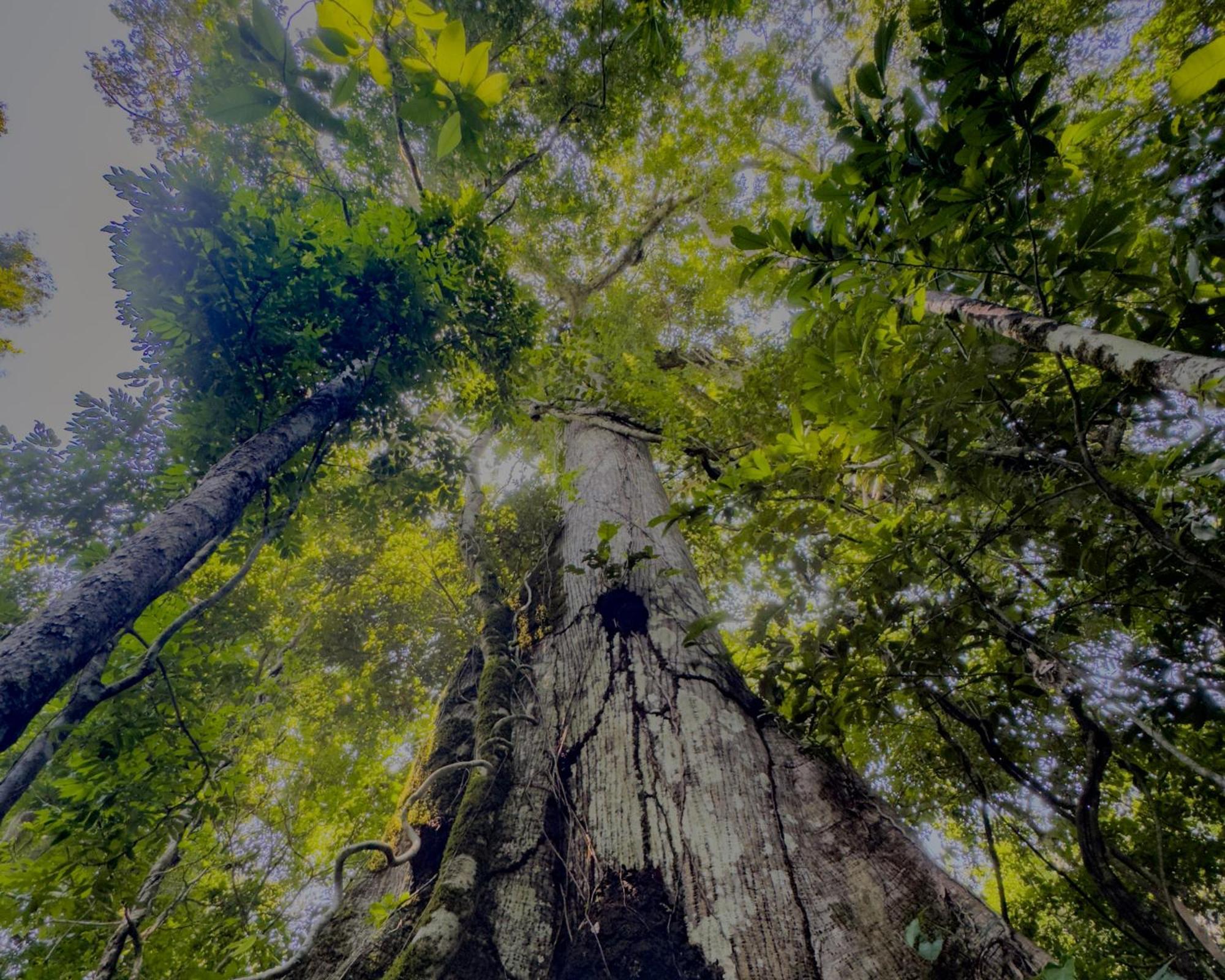Corto Maltes Amazonia Lodge Πουέρτο Μαλντονάντο Εξωτερικό φωτογραφία